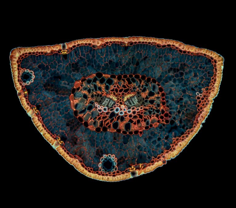 Pinus mugo_Latsche_SPA10_WFuchsin_Violett_2x1pics_img_220303_020-Pano-Bearbeitet Pinus mugo_Latsche_SPA10_WFuchsin_Violett_2x1pics_img_220303_020-Pano-Bearbeitet