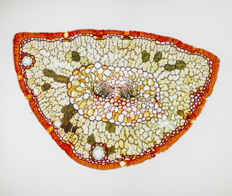 Pinus mugo_Latsche_SPA10_WFuchsin_img_220303_026-Pano-2 Pinus mugo_Latsche_SPA10_WFuchsin_img_220303_026-Pano-2