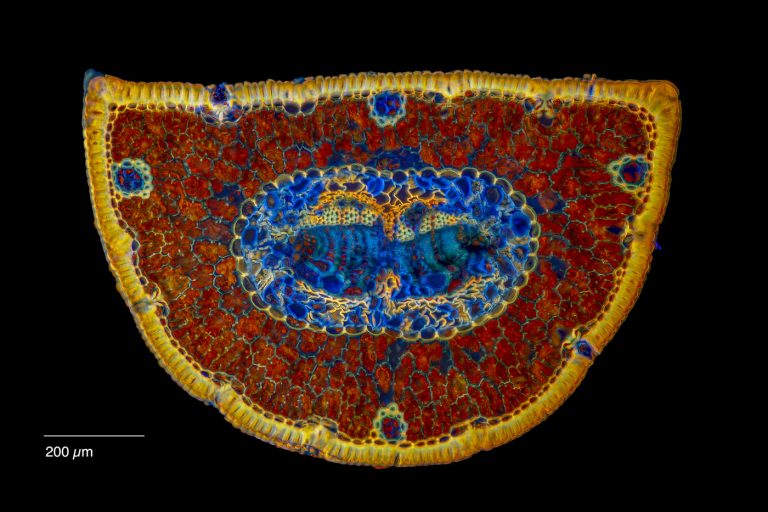 Pinus mugo_Latsche_W3A_Uvitex2B_SPA10x125_OBr_1.19mm_UV365_Pano_4x1 pics_220702 Pinus mugo_Latsche_W3A_Uvitex2B_SPA10x125_OBr_1.19mm_UV365_Pano_4x1 pics_220702