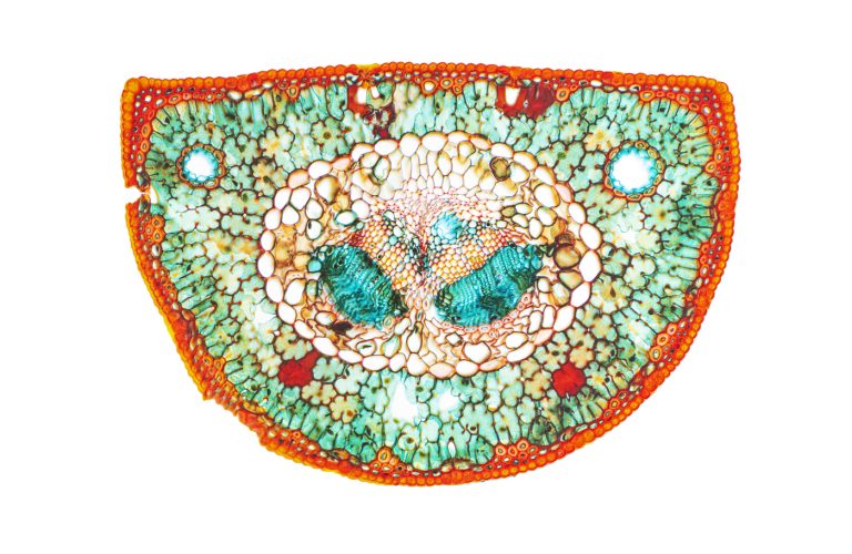 Pinus nigra_Schwarzkiefer_W3A_SPA10x125_HF Pinus nigra_Schwarzkiefer_W3A_SPA10x125_HF