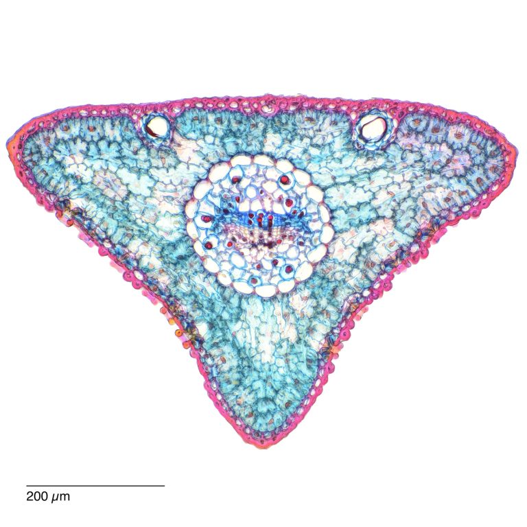 Pinus parviflora_Maedchenkiefer_ACA_SPA10-0202024-08-03 18-30-00 (C,Smoothing2)20 Pinus parviflora_Maedchenkiefer_ACA_SPA10-0202024-08-03 18-30-00 (C,Smoothing2)20