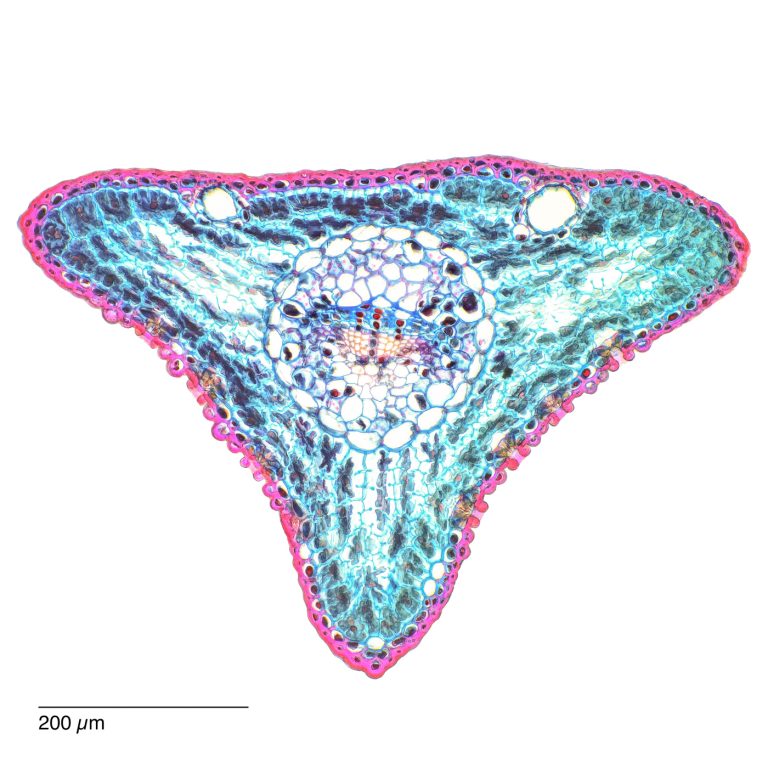 Pinus parviflora_Maedchenkiefer_ACA_SPA10-0232024-08-03 18-30-41 (C,Smoothing2)23 Pinus parviflora_Maedchenkiefer_ACA_SPA10-0232024-08-03 18-30-41 (C,Smoothing2)23