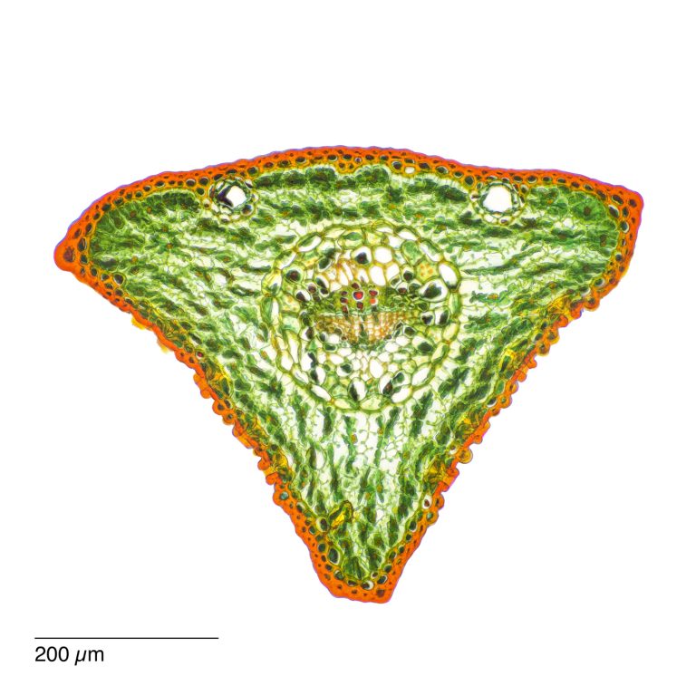 Pinus parviflora_Maedchenkiefer_Nadel_W3A_SPA10-0012024-08-03 15-31-10 (C,Smoothing2)26 Pinus parviflora_Maedchenkiefer_Nadel_W3A_SPA10-0012024-08-03 15-31-10 (C,Smoothing2)26