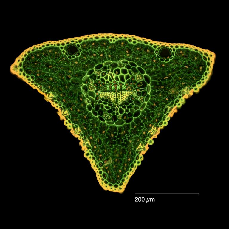 Pinus parviflora_Maedchenkiefer_W3A_SPA10_FluorIB-0012024-08-03 15-53-00 (C,Smoothing2)21 Pinus parviflora_Maedchenkiefer_W3A_SPA10_FluorIB-0012024-08-03 15-53-00 (C,Smoothing2)21
