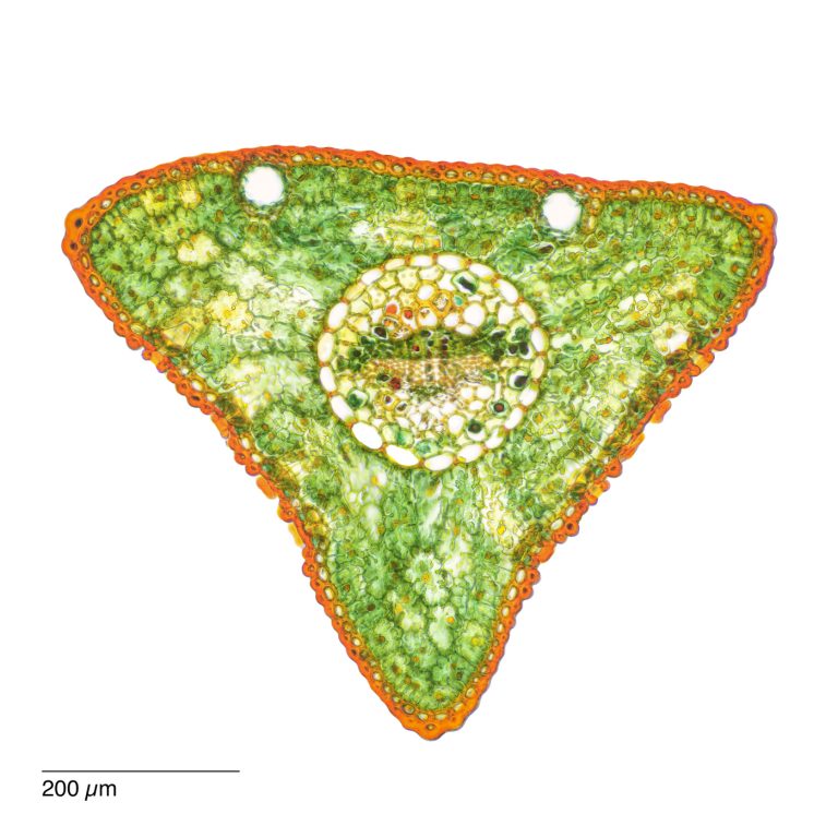 Pinus parviflora_Mädchenkiefer_W3A_SPA10_img_031-Pano-2x1pics_Bearbeitet Pinus parviflora_Mädchenkiefer_W3A_SPA10_img_031-Pano-2x1pics_Bearbeitet