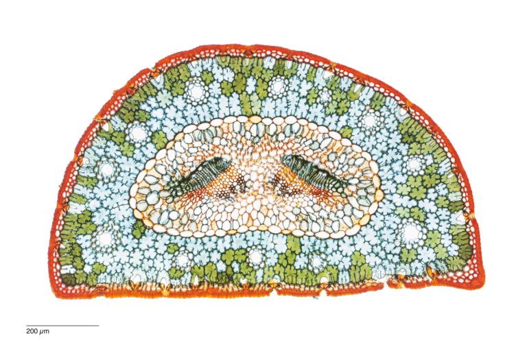 Pinus pinaster_Strandkiefer_W3A_SPA10-12025-01-20 18-06-50 (C,Smoothing2)38-Pano-Bearbeitet Pinus pinaster_Strandkiefer_W3A_SPA10-12025-01-20 18-06-50 (C,Smoothing2)38-Pano-Bearbeitet