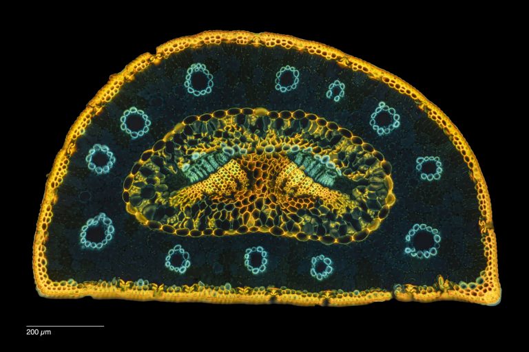Pinus pinaster_Strandkiefer_W3A_SPA10_FlViolett-312025-01-20 18-05-57 (C,Smoothing2)31-Pano-Bearbeitet Pinus pinaster_Strandkiefer_W3A_SPA10_FlViolett-312025-01-20 18-05-57 (C,Smoothing2)31-Pano-Bearbeitet