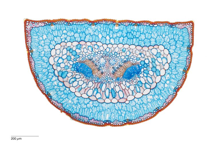 Pinus pinea_SPA10_Acridinr_Chrysoid_Astrabl_6x1pics_img_220518_003-Pano-Bearbeitet Pinus pinea_SPA10_Acridinr_Chrysoid_Astrabl_6x1pics_img_220518_003-Pano-Bearbeitet