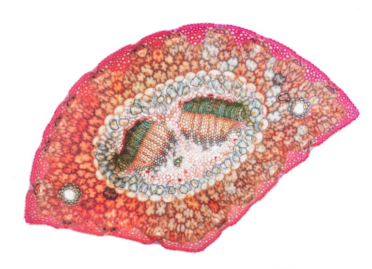 Pinus pinea_Steinkiefer_Wacker_SPA10x12021-12-28 11-42-19 (C,Smoothing4)16-Pano-Bearbeitet Pinus pinea_Steinkiefer_Wacker_SPA10x12021-12-28 11-42-19 (C,Smoothing4)16-Pano-Bearbeitet