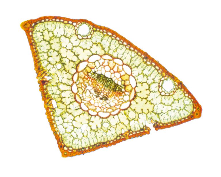 Pinus strobus_Nadel_W3A_SPA20-12022-04-16 13-25-09 (C,Smoothing4)4x21pics-Pano-Bearbeitet Pinus strobus_Nadel_W3A_SPA20-12022-04-16 13-25-09 (C,Smoothing4)4x21pics-Pano-Bearbeitet