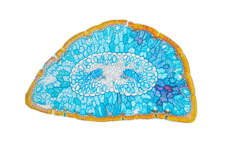 Pinus uncinata_Spirke_Nadel_SPA10-12022-04-15 12-26-15 (C,Smoothing4)4x34pics-Pano-Bearbeitet Pinus uncinata_Spirke_Nadel_SPA10-12022-04-15 12-26-15 (C,Smoothing4)4x34pics-Pano-Bearbeitet