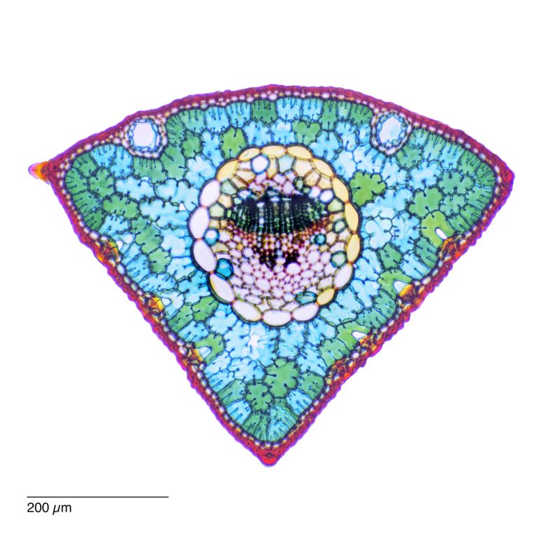 Pinus wallichiana_Traenenkiefer_ACA_SPA10-0252024-08-03 17-30-13 (C,Smoothing2)13 Pinus wallichiana_Traenenkiefer_ACA_SPA10-0252024-08-03 17-30-13 (C,Smoothing2)13