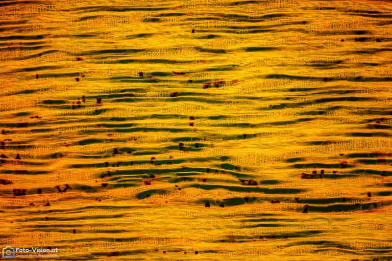 Ringlotte_AuraminSafranin_FluorB_SPA4x125_img_005_DxO Ringlotte_AuraminSafranin_FluorB_SPA4x125_img_005_DxO