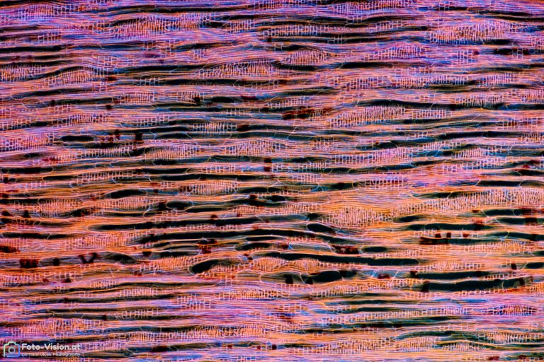 Ringlotte_AuraminSafranin_UV365_SPA4x125_img_003_DxO Ringlotte_AuraminSafranin_UV365_SPA4x125_img_003_DxO