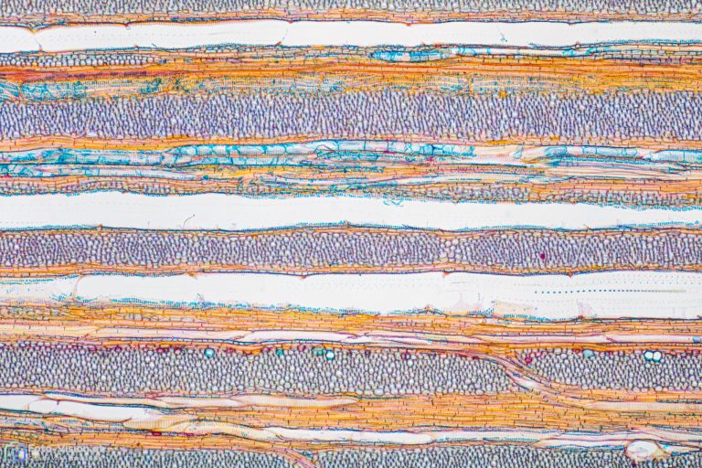 Wein_Isabella_AR_CHRY_AB_SPA4x125_36pics_2021-11-03 20-22-10 (C,Smoothing4) Wein_Isabella_AR_CHRY_AB_SPA4x125_36pics_2021-11-03 20-22-10 (C,Smoothing4)