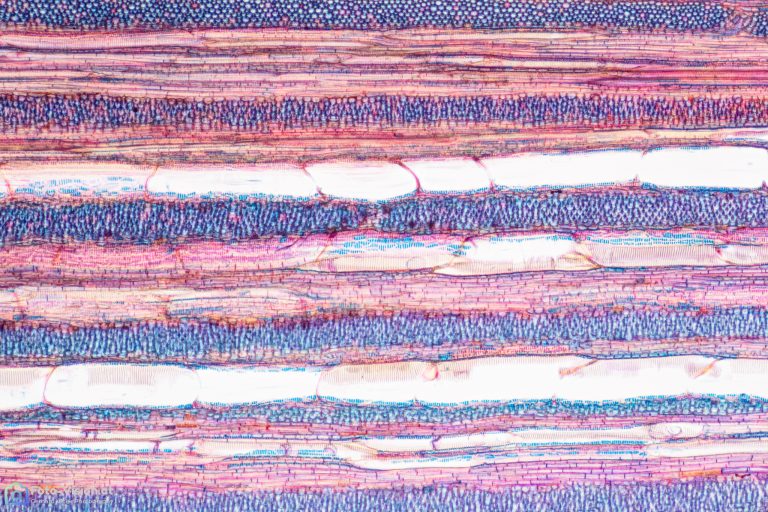 Wein_Isabella_EtzolfBlau_SPA4x125_48pics_2021-11-03 20-27-30 (C,Smoothing4) Wein_Isabella_EtzolfBlau_SPA4x125_48pics_2021-11-03 20-27-30 (C,Smoothing4)