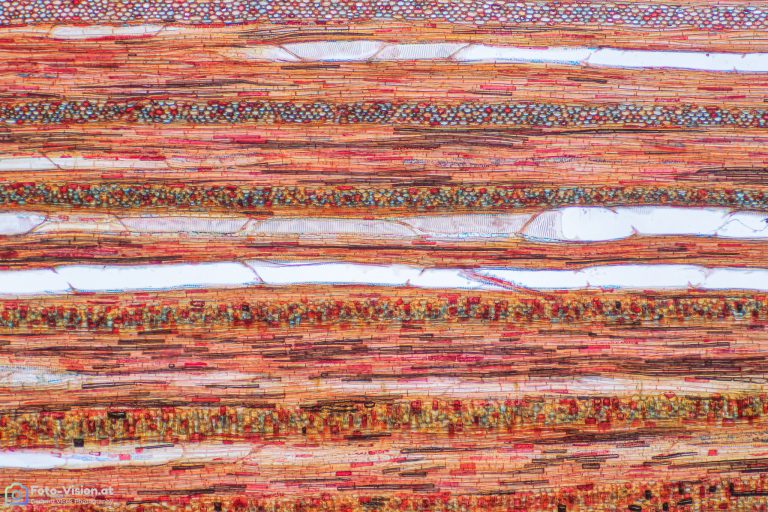 Weinrebe - Vitis vinifera - Radialschnitt - Wacker - Objektiv SPA4 Weinrebe - Vitis vinifera - Radialschnitt - Wacker - Objektiv SPA4