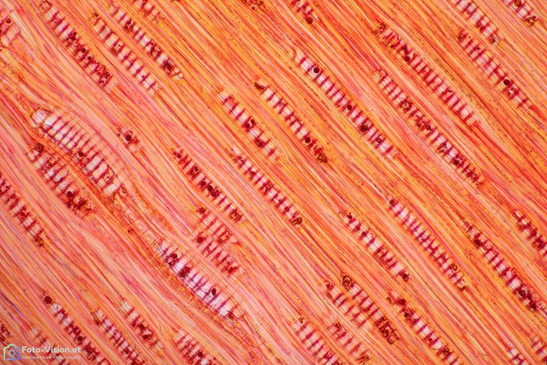 Zebrano_TANG_W3A_SPA4x125_33pics_2021-10-04 15-50-34 (C,Smoothing4)-Bearbeitet Zebrano_TANG_W3A_SPA4x125_33pics_2021-10-04 15-50-34 (C,Smoothing4)-Bearbeitet