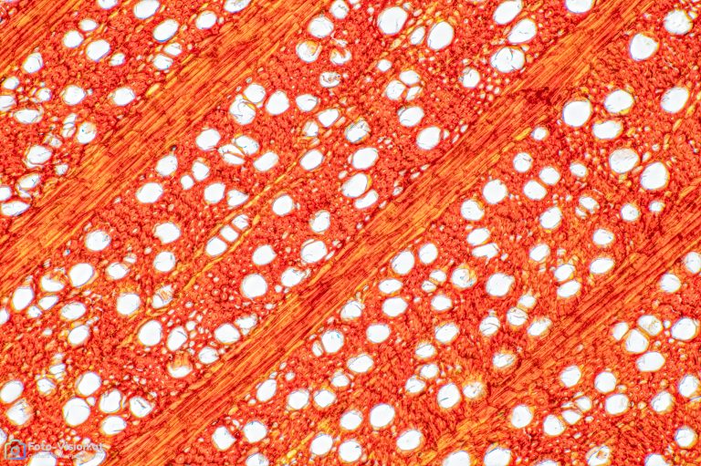 Zwetschke_quer_SPA10_W3A-SPA10x125_452023_Stack_45_BW_1.1mm Zwetschke_quer_SPA10_W3A-SPA10x125_452023_Stack_45_BW_1.1mm