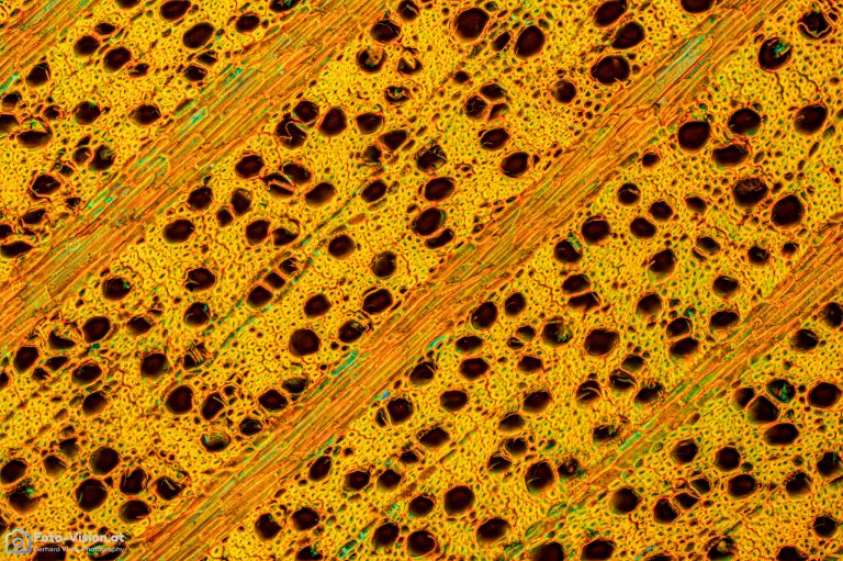 Zwetschke_quer_W3A_FluorV_SPA10x125_342023_Stack_34_BW1.1mm Zwetschke_quer_W3A_FluorV_SPA10x125_342023_Stack_34_BW1.1mm